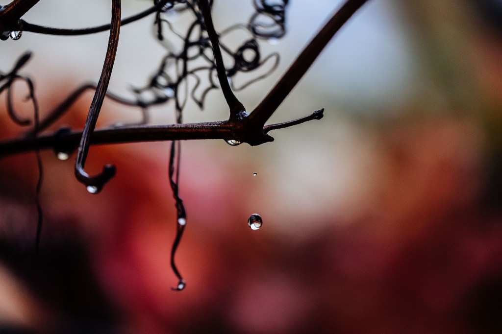 Autumn raindrops