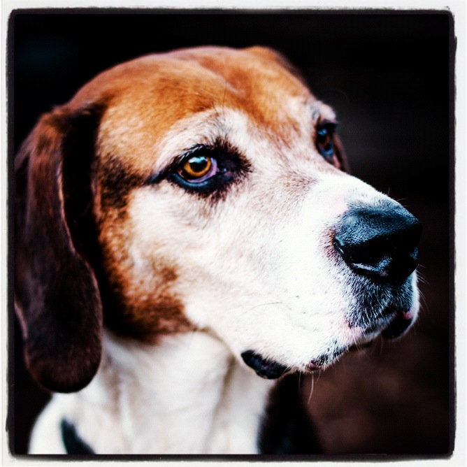 Farewell my faithful&nbsp;hound